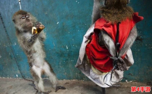 地铁奇遇:揭秘猴子逃生时身着的神秘服装,引发公众好奇热潮 地铁奇遇:揭秘猴子逃生时身着的神秘服装,引发公众好奇热潮