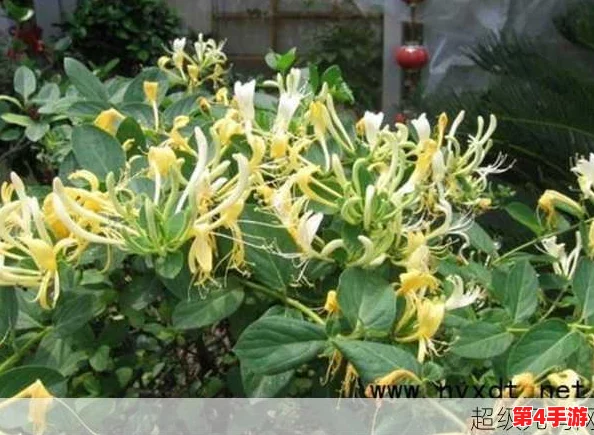 极致沉迷TXL金银花讲的什么？深度剖析其背后的文化与情感内涵