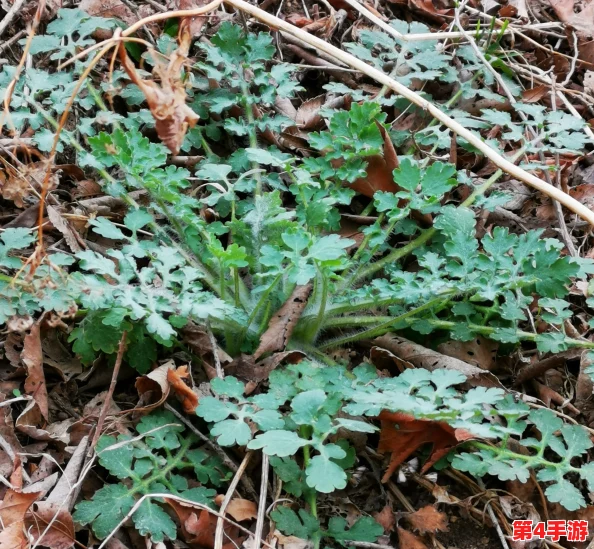 国产东北45妇女嗷嗷叫，感受真实生活与情感的碰撞，展现独特风俗与人文魅力