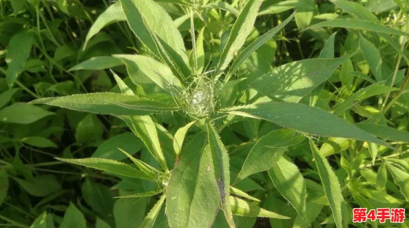坐在教授的大根茎上背单词：绝佳的学习方法，事半功倍