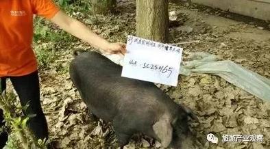 人与猪猪：在乡村生活中感受自然与动物的和谐共生之美