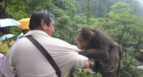 两人生猴子不盖被子在哪里看？这部电影真实展现了人与自然的和谐共处关系