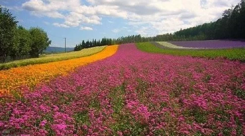 www野花:感受自然之美,畅游在五彩斑斓的花海中 www野花:感受自然之美,畅游在五彩斑斓的花海中
