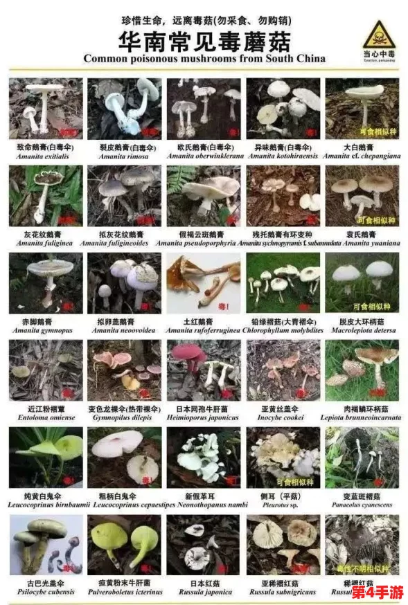蘑菇吃瓜料每日爆料：深入理解背后的故事与真相，带你看不一样的视角