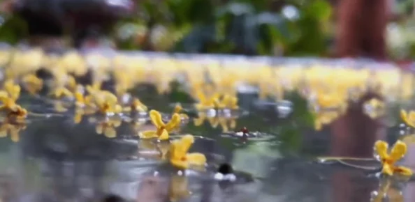 老公生日3q花落归途:探索爱的意义和家庭的重要性 老公生日3q花落归途:探索爱的意义和家庭的重要性