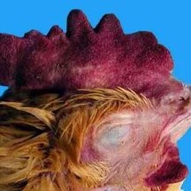 欧美人禽zOz0强交：深度解析西方文化中的异类性行为及其影响