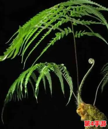 萌龙进化论：高效解锁与收集珍稀龙血树种子的独家策略指南