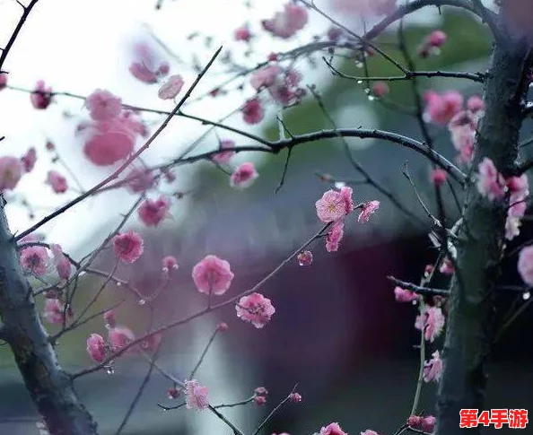 朦胧细雨织春梦，室外春雨绵绵室内欢声依旧悦动心弦