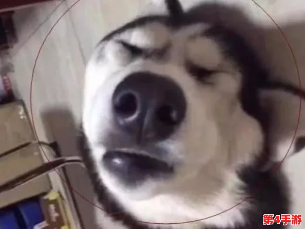 狗Zoom和人类Zoom哪个好？网友热议：各有千秋，狗狗的陪伴让视频通话更温馨，人类则能分享更多信息！