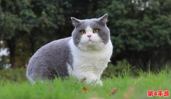 猫和老鼠手游策略进阶：顶尖玩家揭秘猫咪知识卡精准搭配，助力你称霸猫阵营