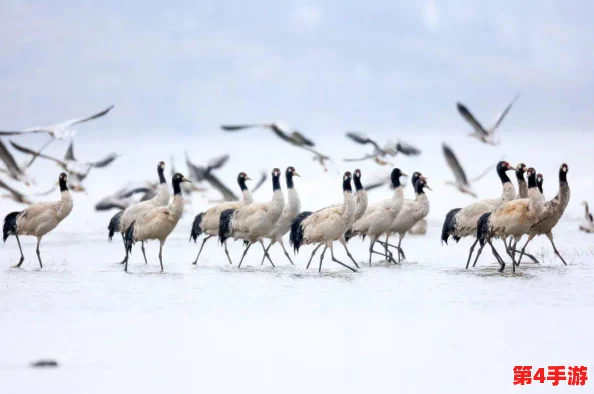 共筑生态屏障，天刀OL携手公益行动守护珍稀小勺子鹬，九九之日为爱启航！