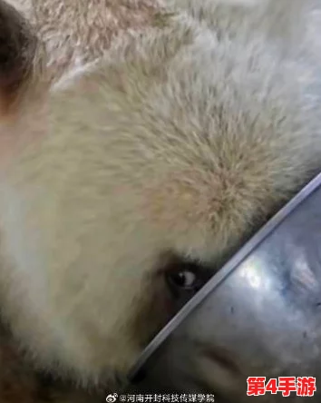 浓毛BwBwBwBwBw：网友热议“这标题真有趣，感觉像是在描述一只可爱的动物！”