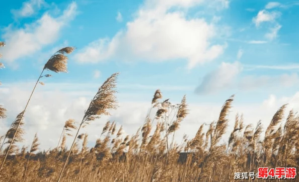 芦苇地里要母亲要说福,她们是大自然的守护者和传承者 芦苇地里要母亲要说福,她们是大自然的守护者和传承者