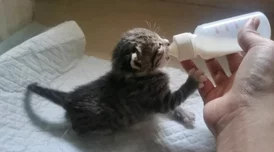 探寻燕云十六声秘境：猫猫花旋风隐藏地点全揭秘，解锁游戏新乐趣所在