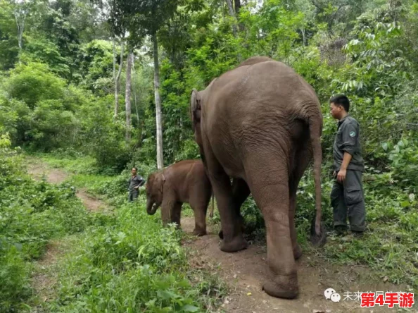 大象回家视频永不迷路2023蘑菇:如何让大象在森林中找到回家的正确路径? 大象回家视频永不迷路2023蘑菇:如何让大象在森林中找到回家的正确路径?