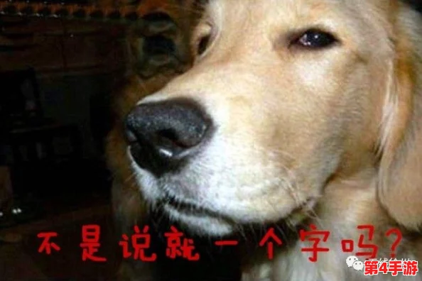人or猪or狗？快来测测你是哪种动物的灵魂伴侣！趣味性格大揭秘