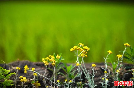 野花论坛高清：让美好的事物留下更清晰的痕迹，感受自然之美