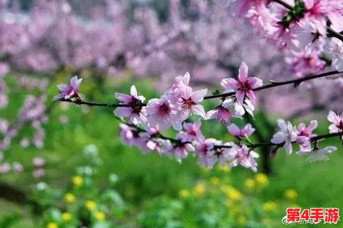 青柠视频：柳暗花明，又见春风