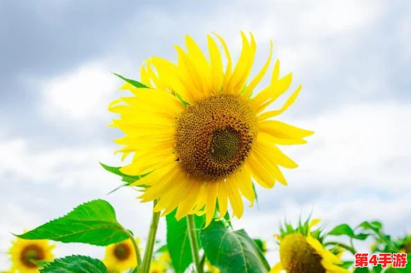 葵花宝典十八岁立刻离开萱草花，2024年AI技术助力年轻人追梦新篇章