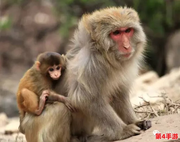 男生女生一起嗟嗟嗟喊痛生猴子，近日校园内发生意外事件引发广泛关注与讨论