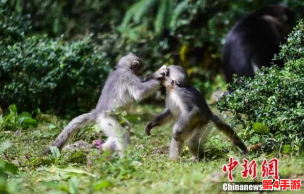 男生女生一起嗟嗟嗟喊痛生猴子,近日校园内发生意外事件引发广泛关注与讨论 男生女生一起嗟嗟嗟喊痛生猴子,近日校园内发生意外事件引发广泛关注与讨论