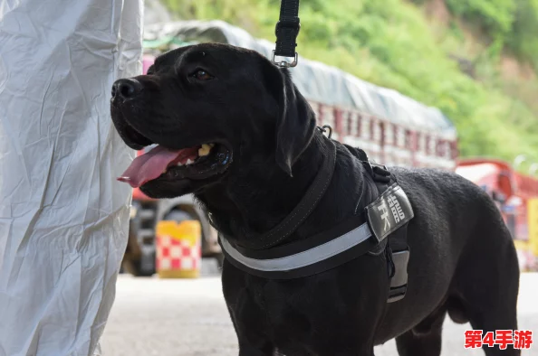 张警犬9分10秒头撞玻璃夸克，勇敢追击展现警犬忠诚与聪明，幸福生活在美好时光里