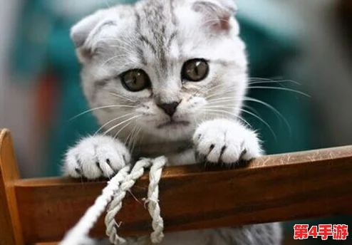 糖心vIong柚子猫:新晋网红宠物引发热潮,网友纷纷分享萌照与养护心得 糖心vIong柚子猫:新晋网红宠物引发热潮,网友纷纷分享萌照与养护心得