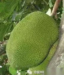 国精产品一二二区视菠萝蜜的优势:让我们共同见证自然馈赠的美好与健康! 国精产品一二二区视菠萝蜜的优势:让我们共同见证自然馈赠的美好与健康!