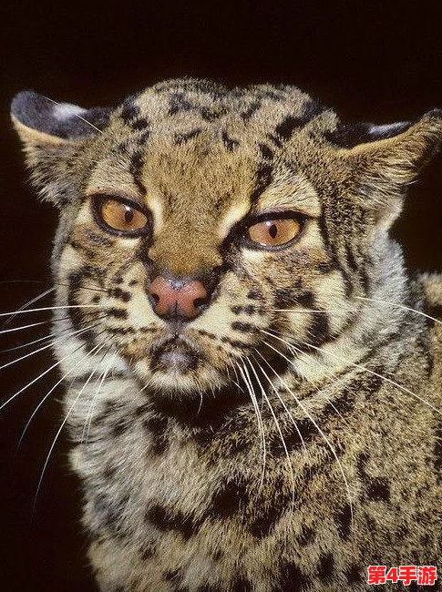 怪物猎人系列：探索最受欢迎的猫咪伙伴色彩，哪一款颜色最能俘获你的心？