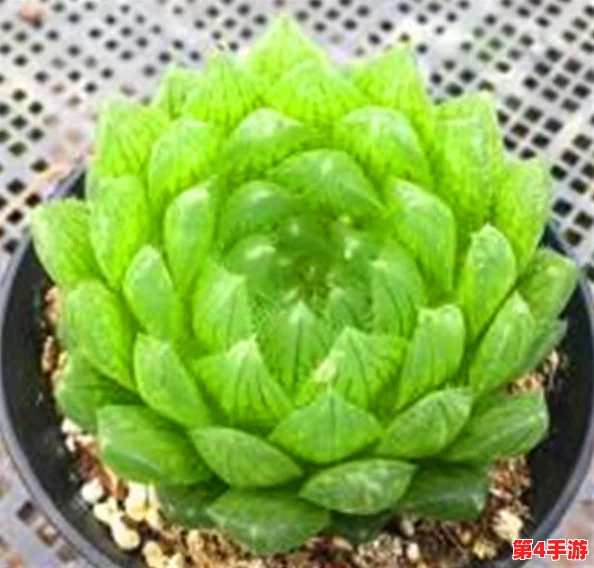 没带罩子让他吃了一天的没事吧，专家提醒：安全措施不可忽视，健康风险需警惕