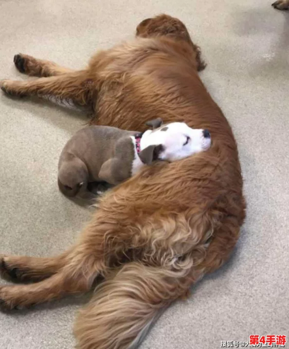 狗儿长大了1—40:从幼犬到成犬的成长历程与养护技巧分享 狗儿长大了1—40:从幼犬到成犬的成长历程与养护技巧分享