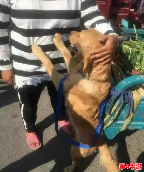 圣采儿跪地喊主人，恭敬不如从命的忠诚表现令人动容