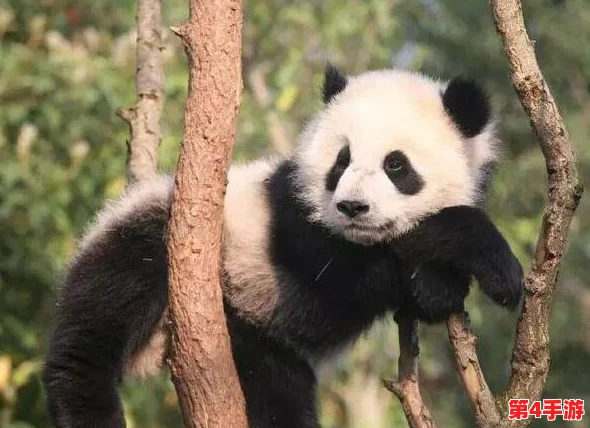 《太极熊猫》海洋系列混搭新风尚,解锁无限创意潮流装扮,打造专属你的炫酷角色形象! 《太极熊猫》海洋系列混搭新风尚,解锁无限创意潮流装扮,打造专属你的炫酷角色形象!