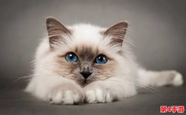 猫咪最新地域网名是什么啥?了解当下流行的猫咪文化与网络趋势! 猫咪最新地域网名是什么啥?了解当下流行的猫咪文化与网络趋势!