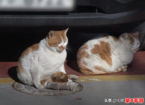 设计自己初次给七个流浪车库,助力城市环保与社区发展新模式的实施与推广 设计自己初次给七个流浪车库,助力城市环保与社区发展新模式的实施与推广
