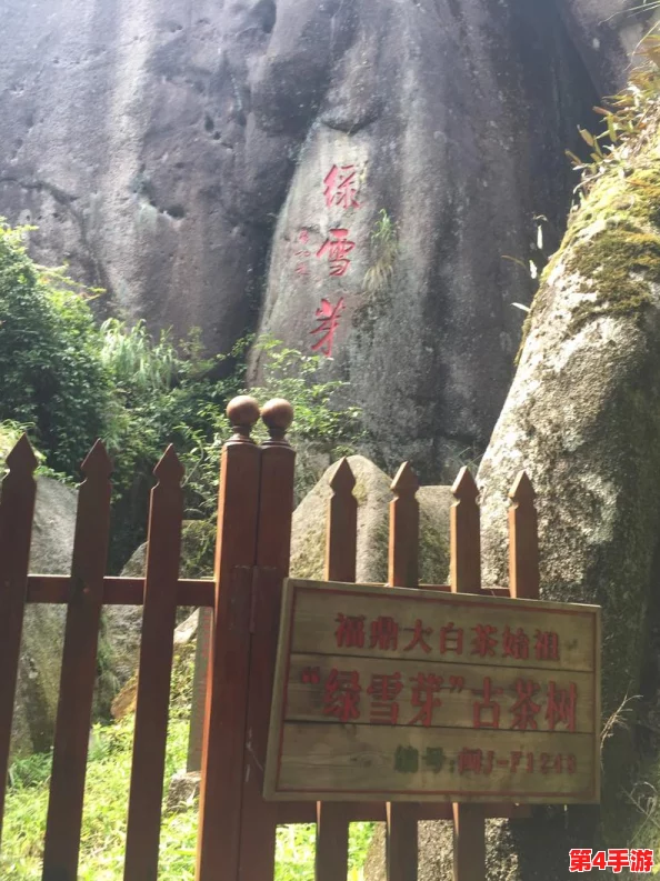 术士绿火任务：全新挑战来袭，玩家们如何应对这场神秘冒险？