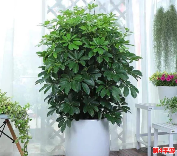 小东西几天不见水一般几天恢复,专家解析植物缺水后的自我修复机制与生长周期影响 小东西几天不见水一般几天恢复,专家解析植物缺水后的自我修复机制与生长周期影响