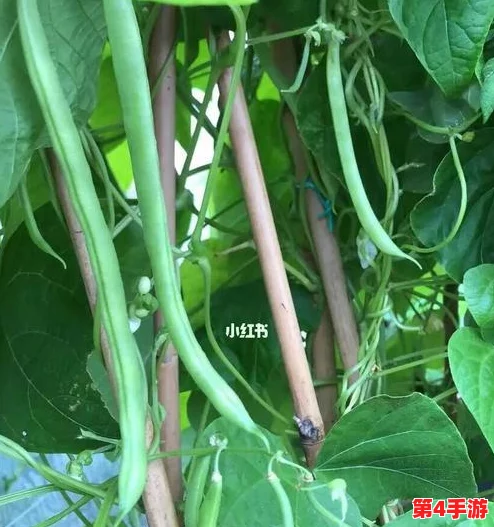 巧用眼力,智取豆橛子大挑战:如何高效收集并搬运所有豆子回家攻略 巧用眼力,智取豆橛子大挑战:如何高效收集并搬运所有豆子回家攻略