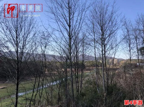 回乡大巴车最后一排：那份独特的视角与情感，承载着无数归乡人的故事与期待
