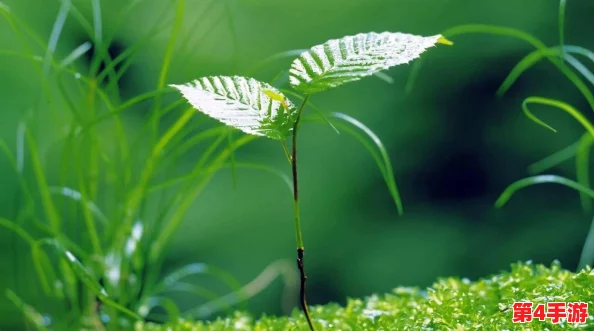 嫩叶草转换路线:探讨其在生态恢复与可持续发展中的重要作用及未来应用前景 嫩叶草转换路线:探讨其在生态恢复与可持续发展中的重要作用及未来应用前景