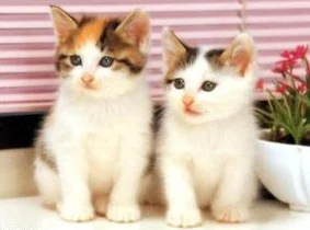 猫咪mav最新地域网名怎么取?八卦消息曝光! 猫咪mav最新地域网名怎么取?八卦消息曝光!