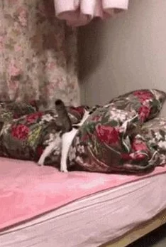 二人生猴子全程不盖被子真实！网友直呼“太过分”、“无法想象”
