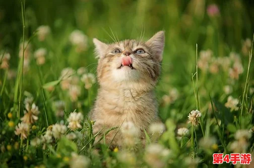 成人猫咪最新地域网名是什么啥?内部消息曝光,引发粉丝热议! 成人猫咪最新地域网名是什么啥?内部消息曝光,引发粉丝热议!