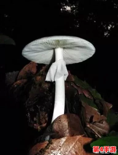 紫黑色蘑菇头顶开花缝,内含八卦消息 紫黑色蘑菇头顶开花缝,内含八卦消息