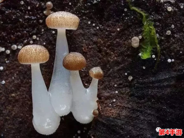 7x7x7x7x任意槽蘑菇：奇妙的蘑菇世界，带你领略不同种类与生长环境的独特魅力与科学奥秘