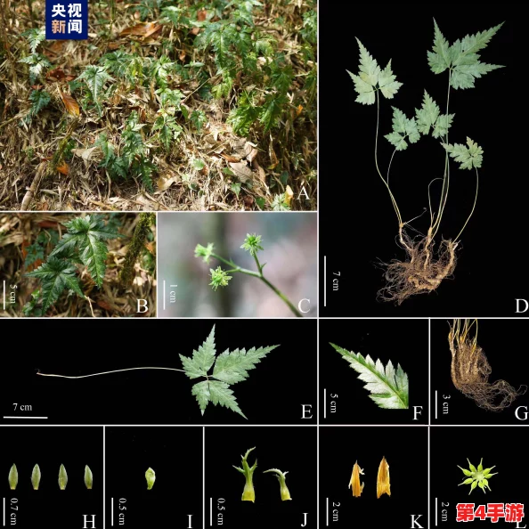 嫩叶草研究一二三线路:科学家发现神秘成分,或能提升植物生长速度,引发业界热议与关注! 嫩叶草研究一二三线路:科学家发现神秘成分,或能提升植物生长速度,引发业界热议与关注!