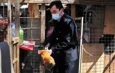 欧美人与牲禽性动交引发热议，网友纷纷表示震惊与不解，认为应加强对动物权益的保护和法律监管