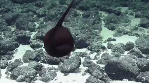 蝌蚪窝一个释放的,竟然被发现隐藏着神秘生物,引发网友热议与讨论! 蝌蚪窝一个释放的,竟然被发现隐藏着神秘生物,引发网友热议与讨论!