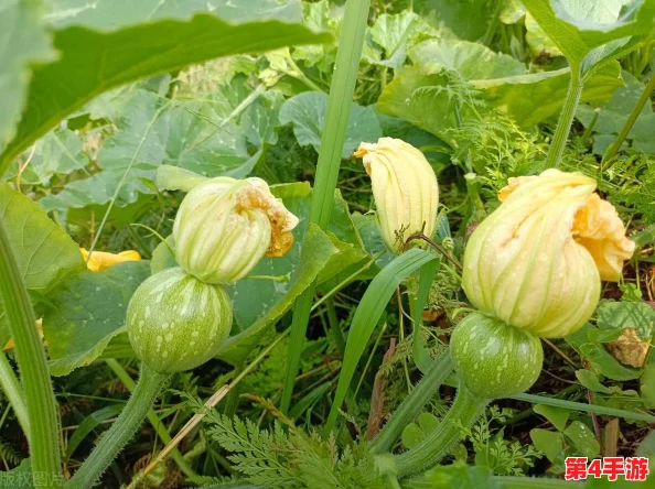 草莓丝瓜深夜释放自己：探讨夜间植物生长规律与光合作用对植物生理的影响