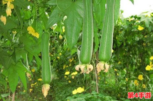 草莓丝瓜深夜释放自己:探讨夜间植物生长规律与光合作用对植物生理的影响 草莓丝瓜深夜释放自己:探讨夜间植物生长规律与光合作用对植物生理的影响